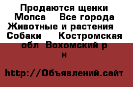 Продаются щенки Мопса. - Все города Животные и растения » Собаки   . Костромская обл.,Вохомский р-н